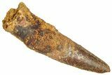 Fossil Spinosaurus Tooth - Real Dinosaur Tooth #357812-1